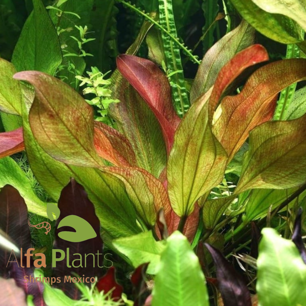 Echinodorus Fancy Twist