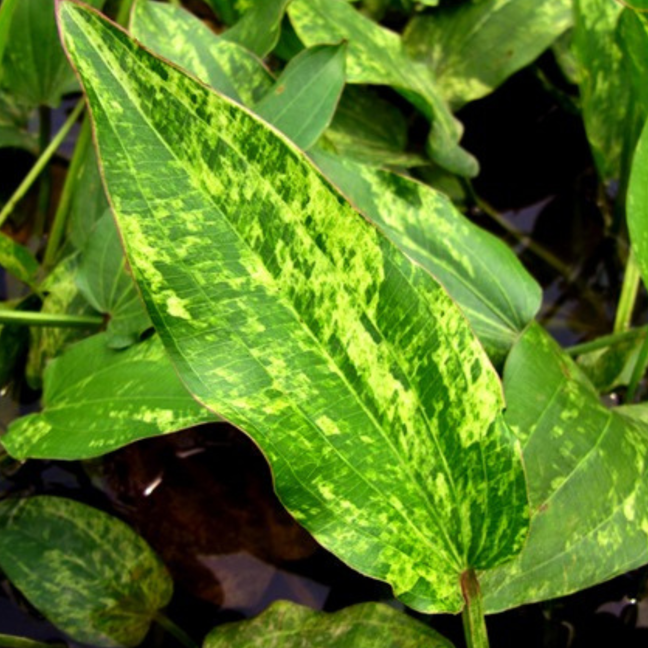 Echinodorus Marble Queen