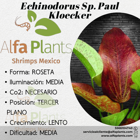 Echinodorus Sp. Paul Kloecker