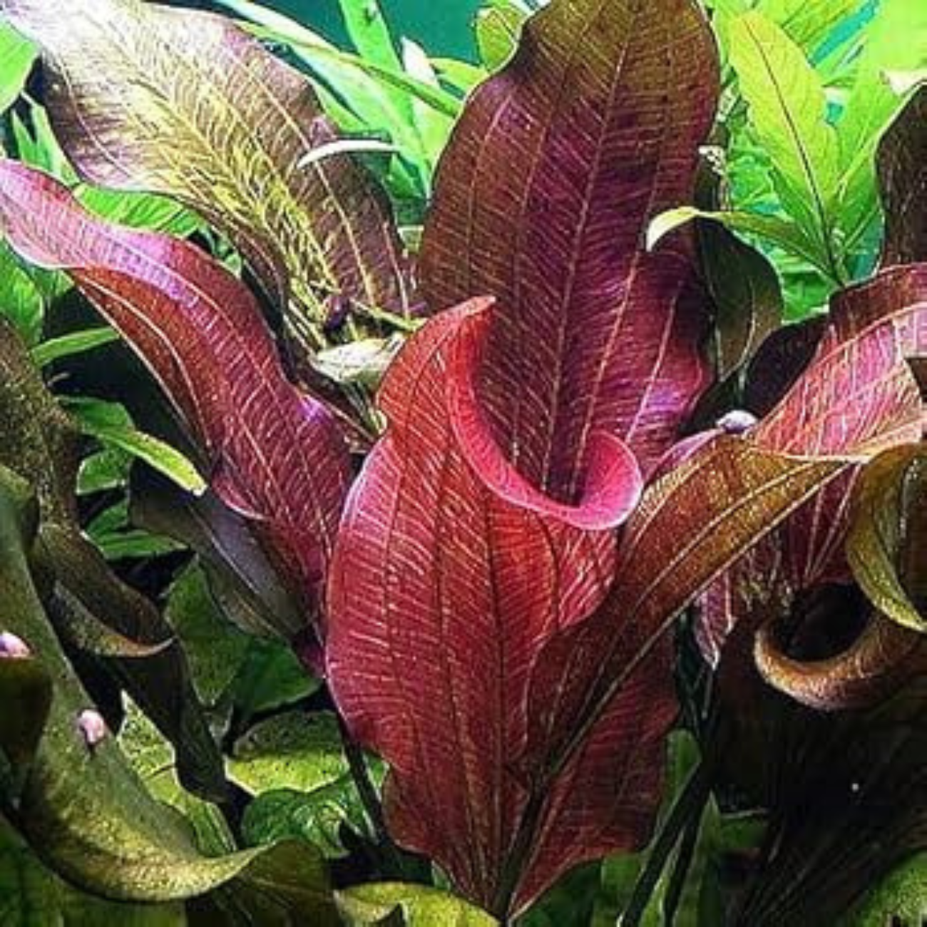 Echinodorus Sp. Paul Kloecker