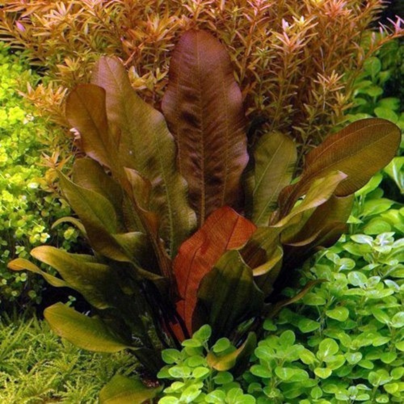 Echinodorus Sp. Paul Kloecker