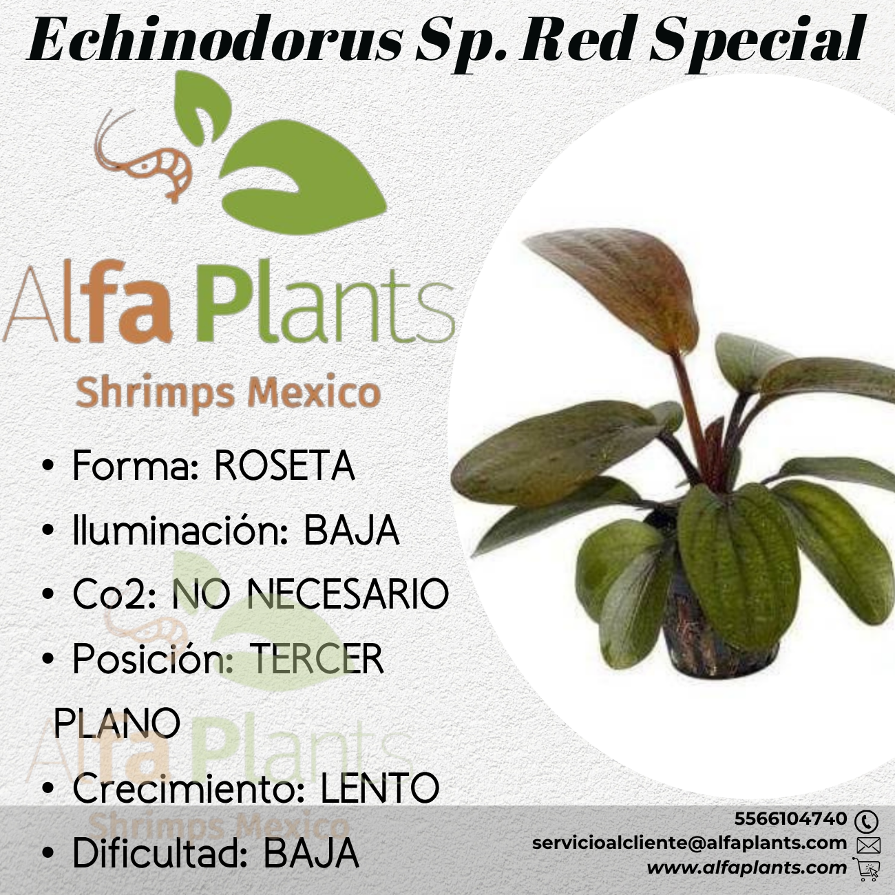 Echinodorus Sp. Red Special