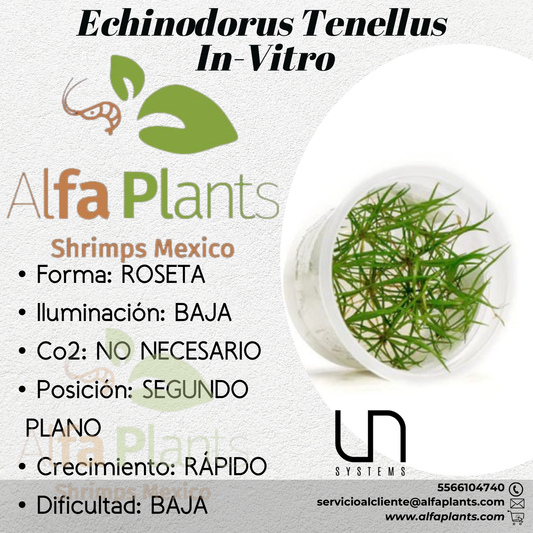 Echinodorus Tenellus In-vitro Ultum Nature Systems