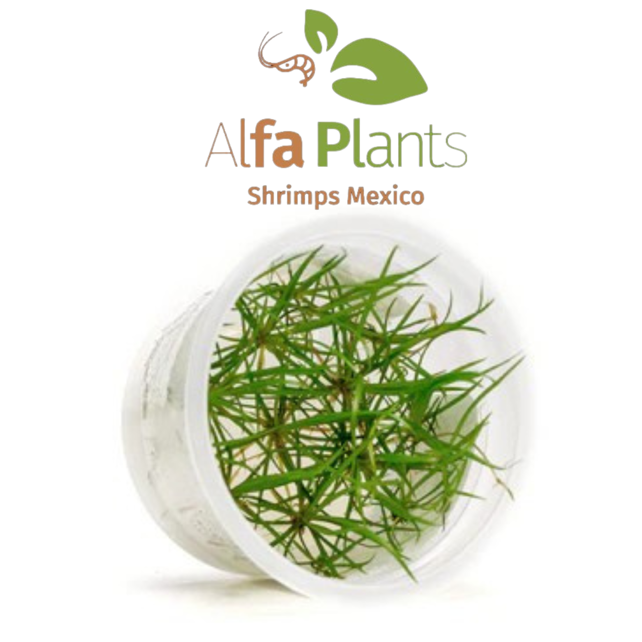 Echinodorus Tenellus In-vitro Ultum Nature Systems