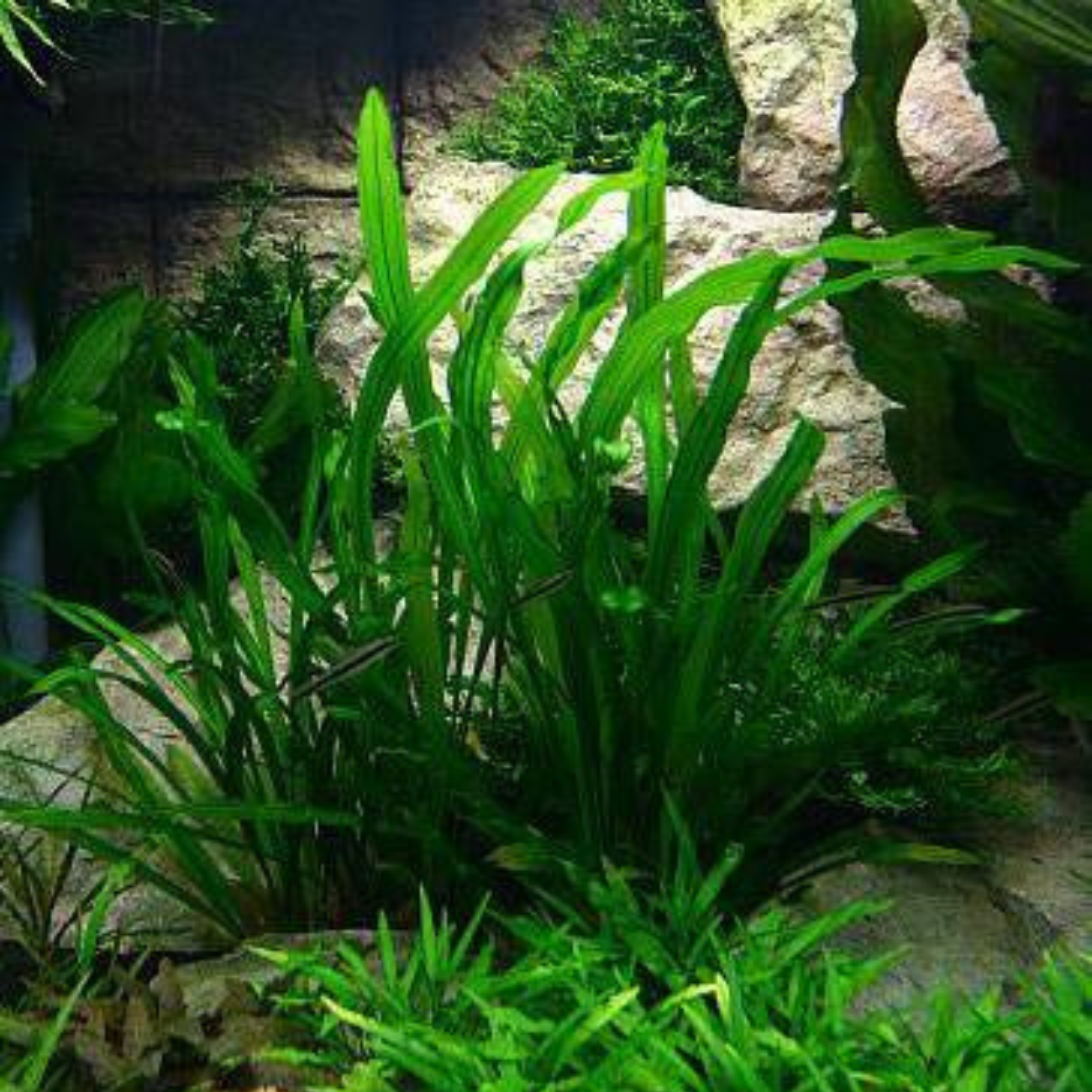 Echinodorus Uruguayensis