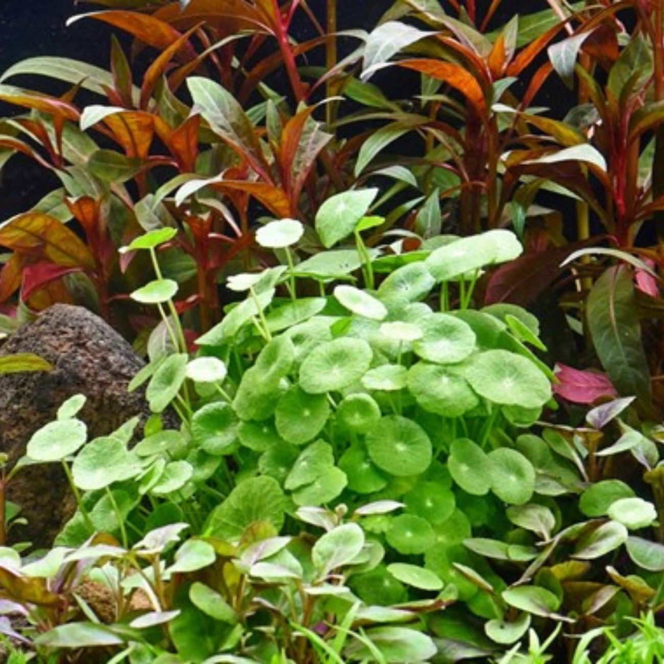 Hydrocotyle Verticillata