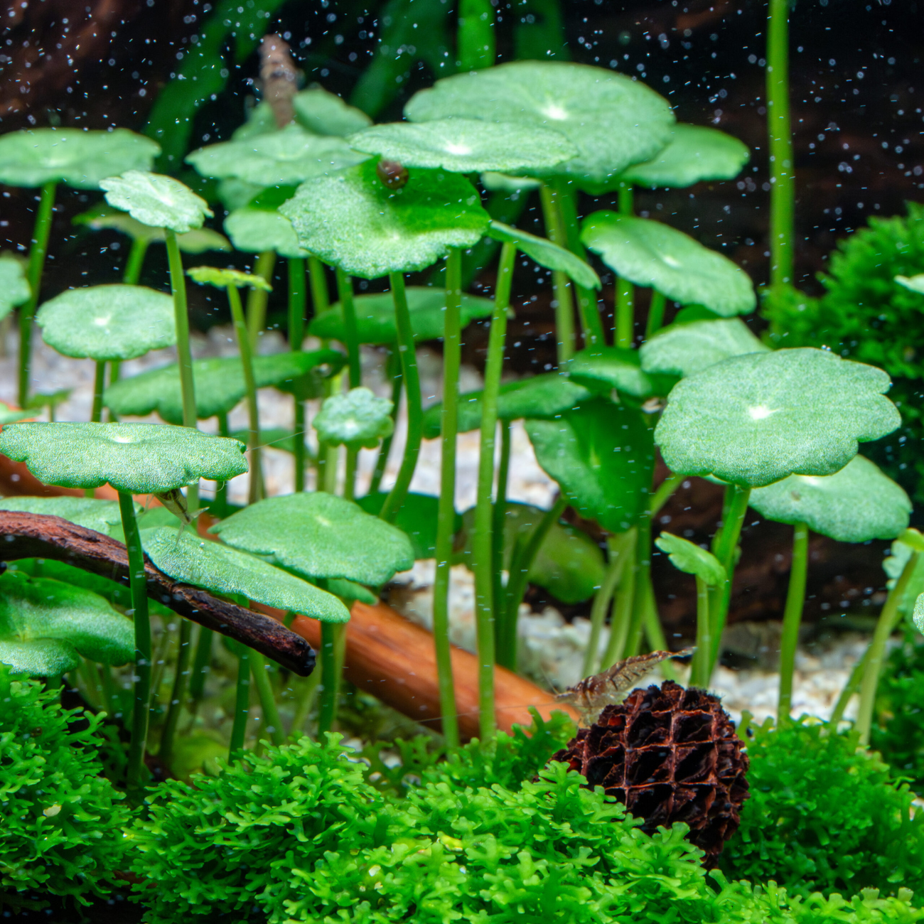 Hydrocotyle Verticillata