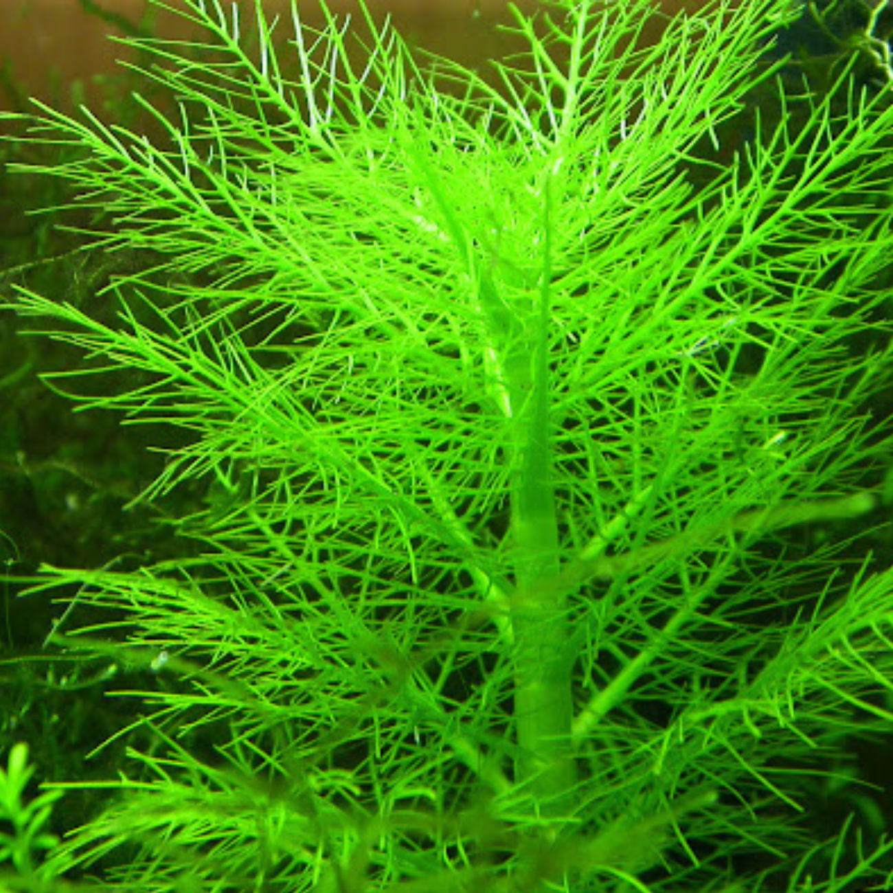 Hygrophila Balsamica