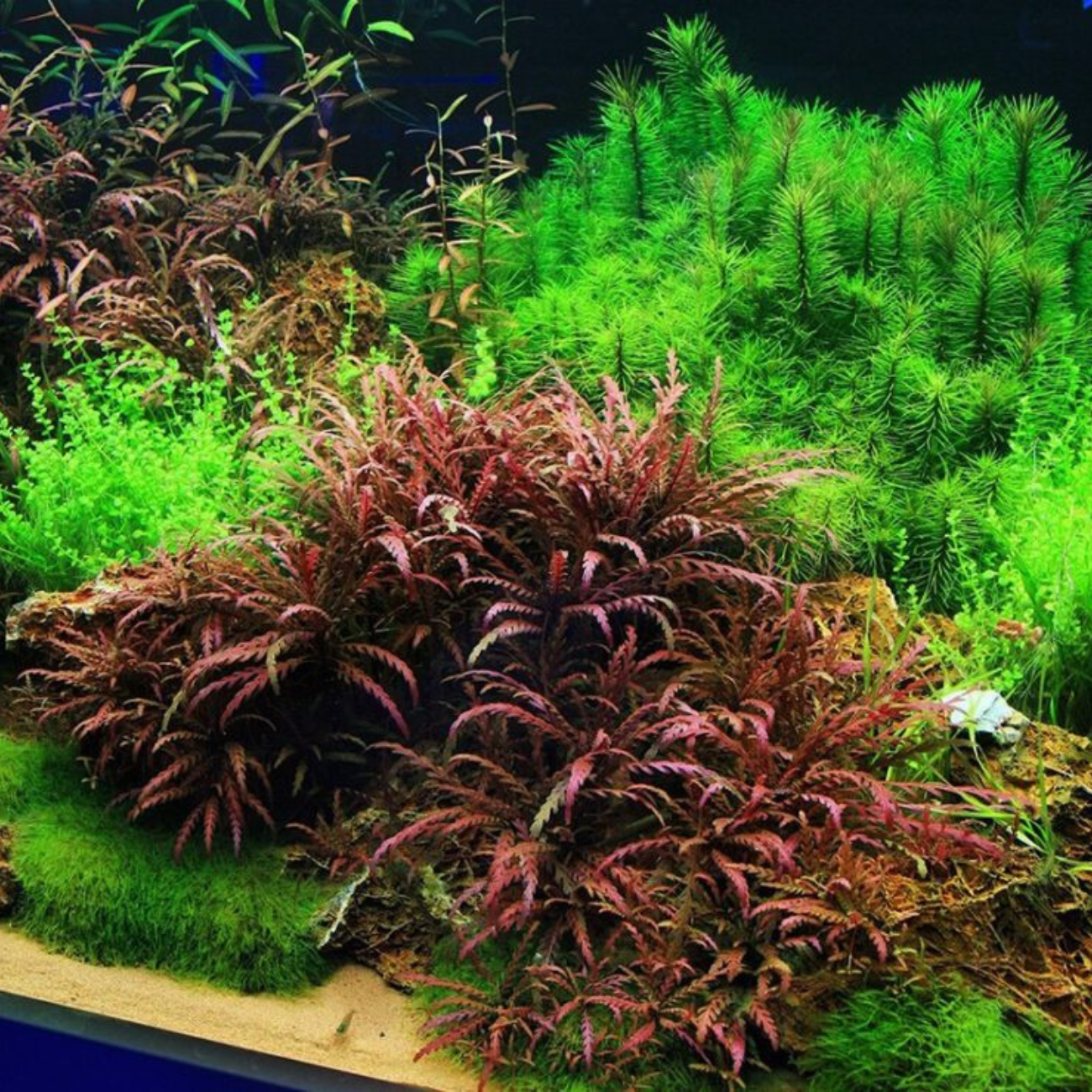 Hygrophila Pinnatifida