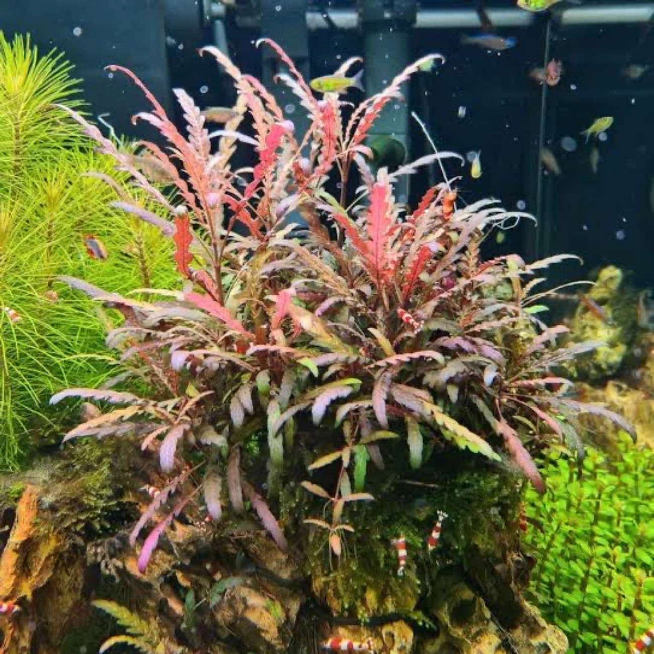 Hygrophila Pinnatifida