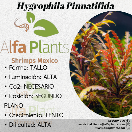 Hygrophila Pinnatifida