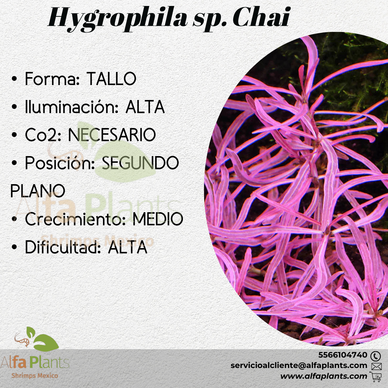 Hygrophila sp. Chai