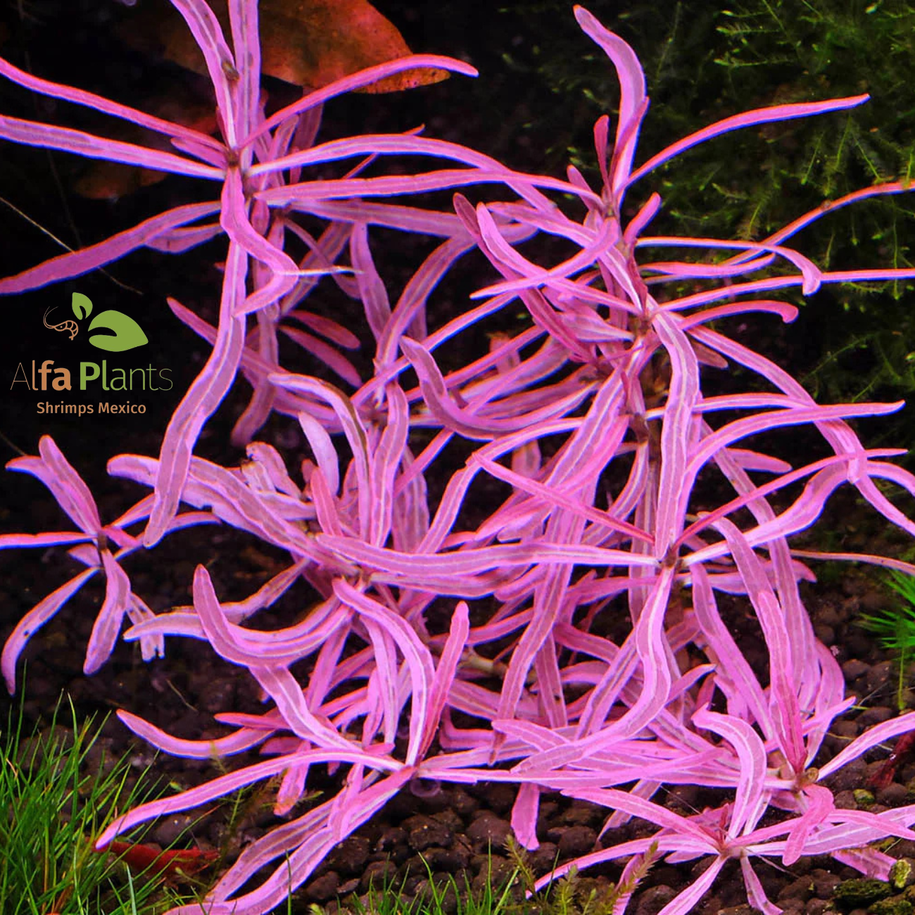 Hygrophila sp. Chai