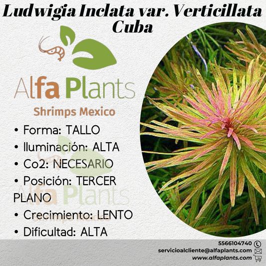 Ludwigia Inclata var. Verticillata Cuba