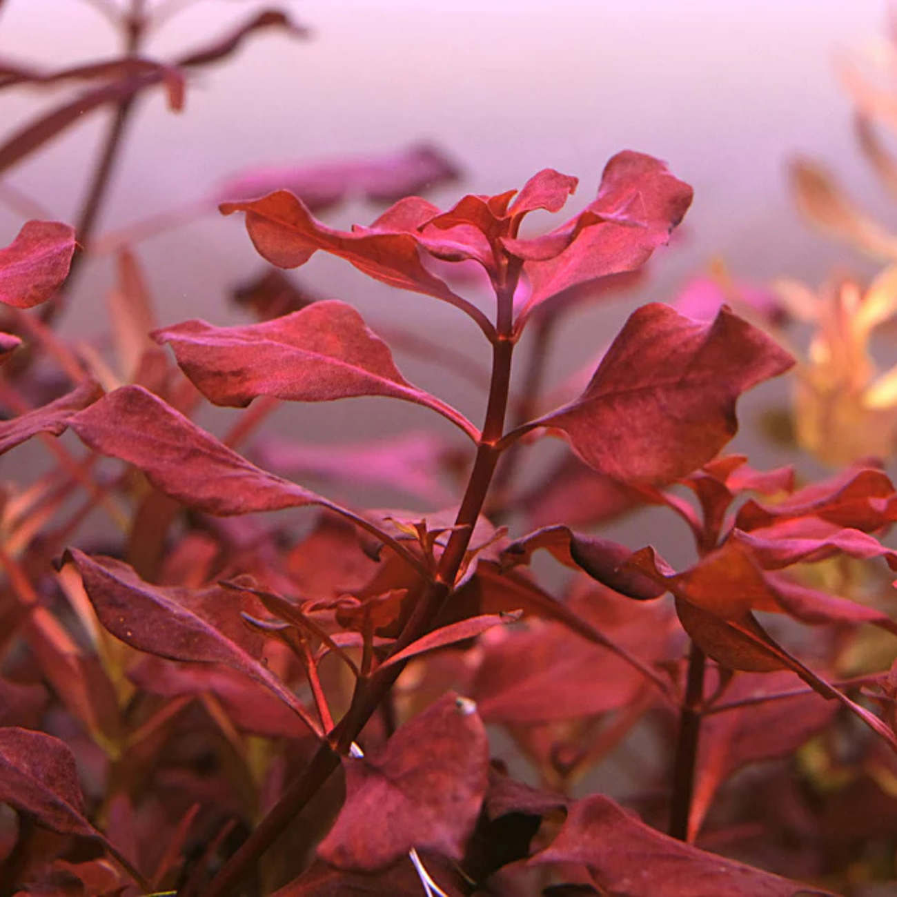Ludwigia sp. Super Red Mini