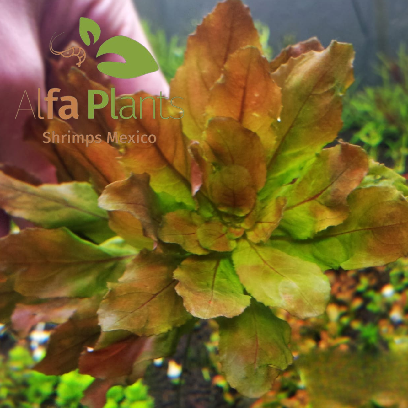 Ludwigia Sphaerocarpa