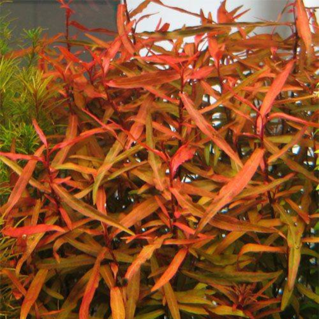 Polygonum Kawagoeanum