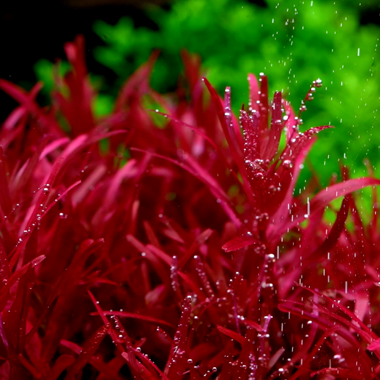 Rotala Rotundifolia sp. Blood Red