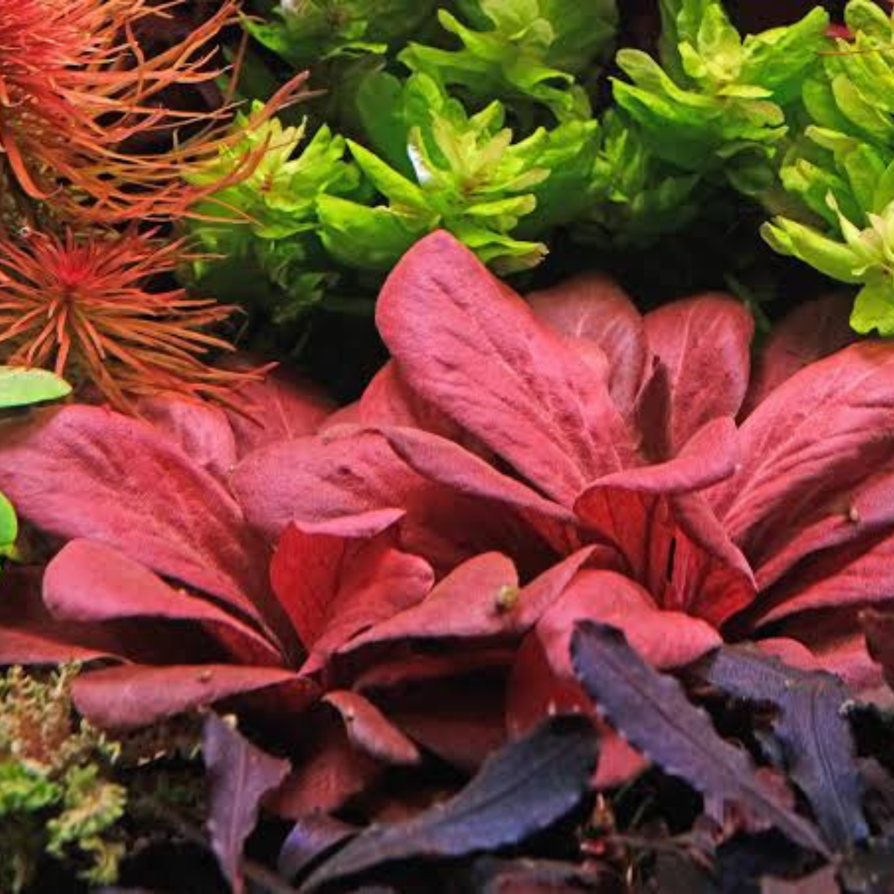 Samolus Parviflorus sp. Red