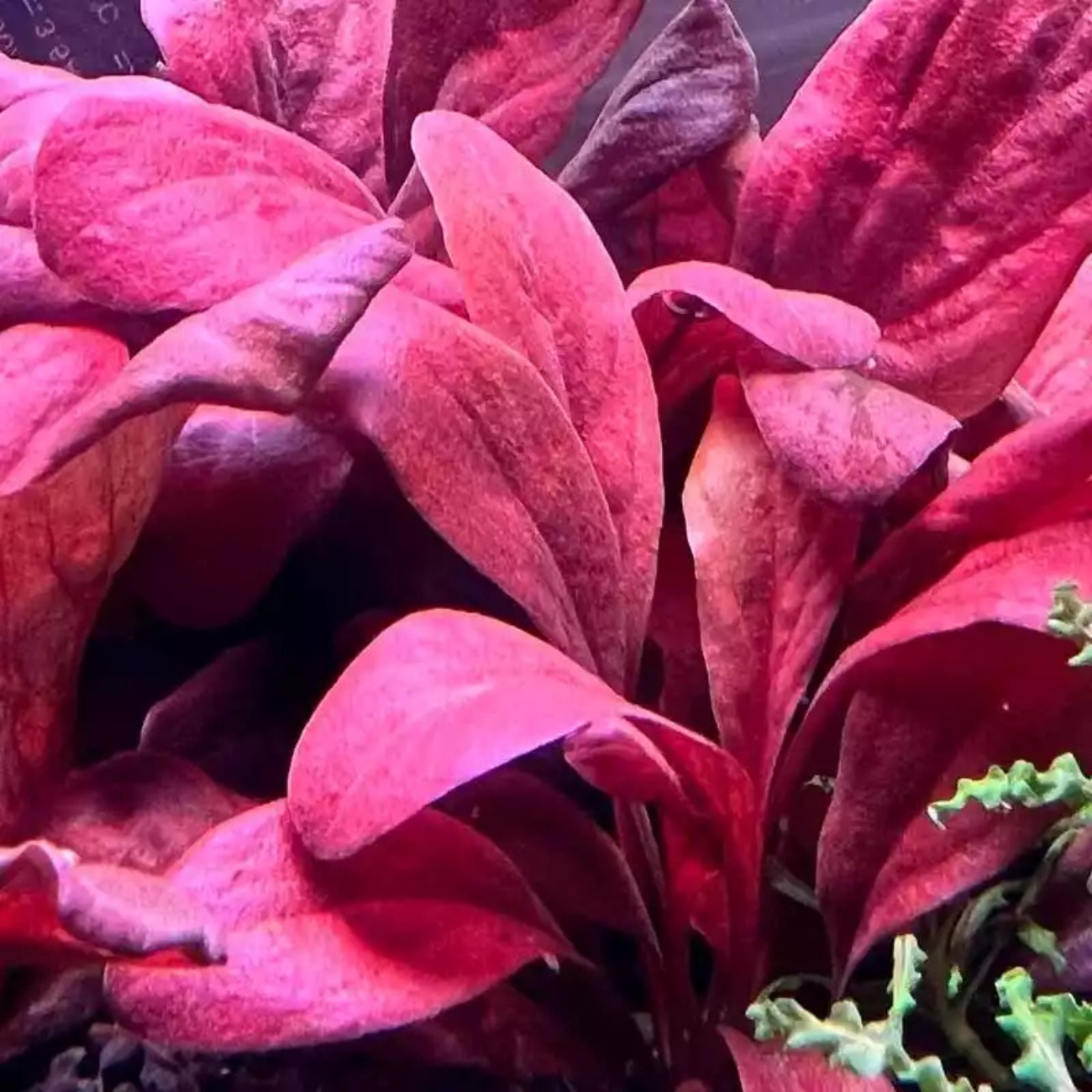 Samolus Parviflorus sp. Red