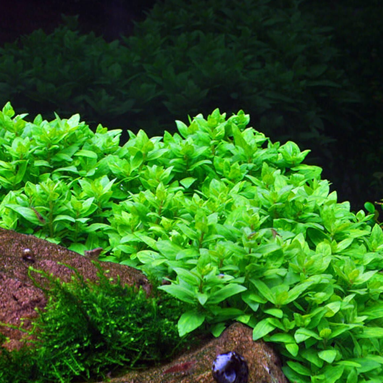 Staurogyne Repens In-Vitro Ultum Nature Systems