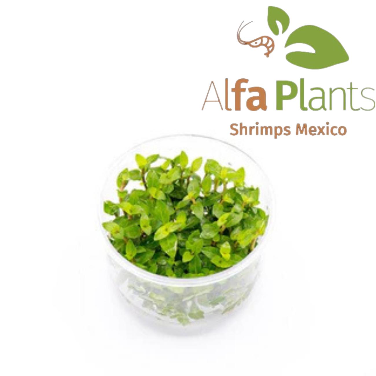 Staurogyne Repens In-Vitro Ultum Nature Systems