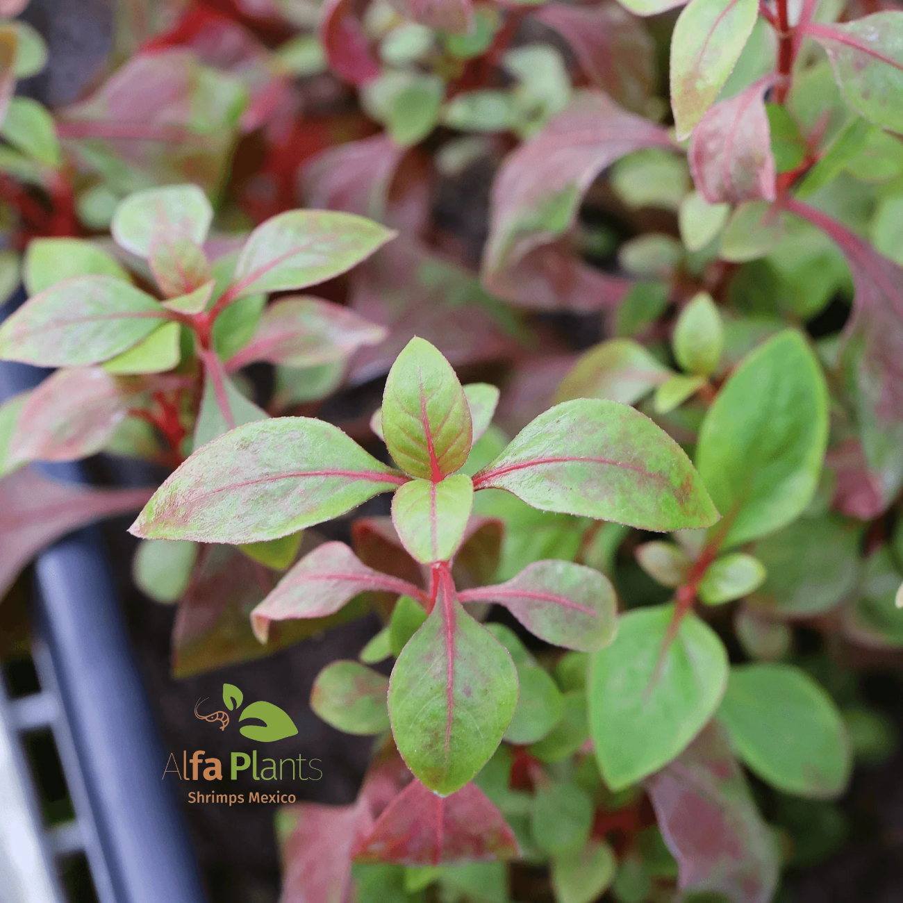 Alternanthera Reineckii var. Broad Leaf