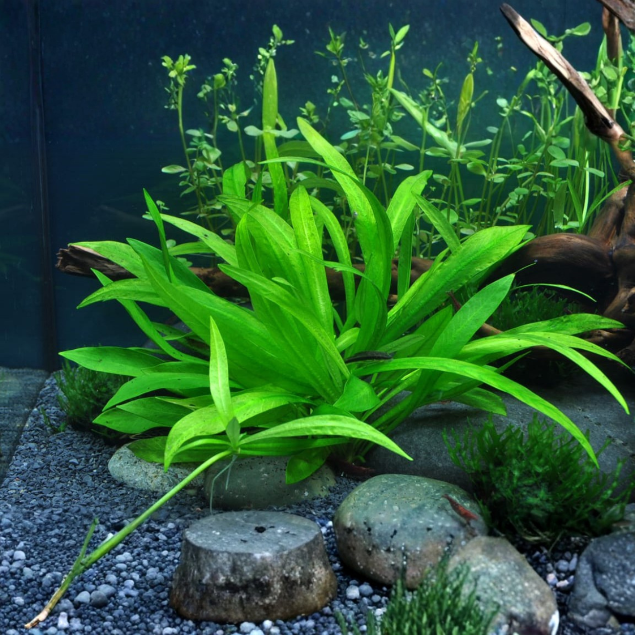 Echinodorus Magdalensis