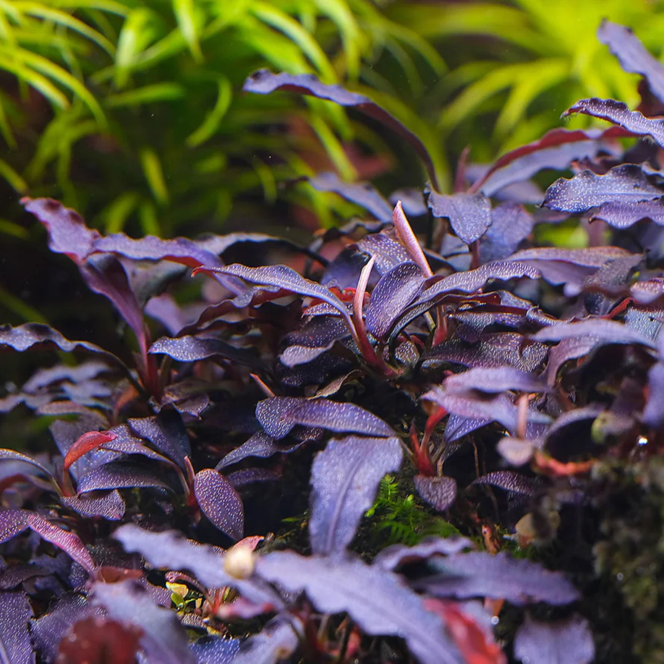 Bucephalandra distintas variedades