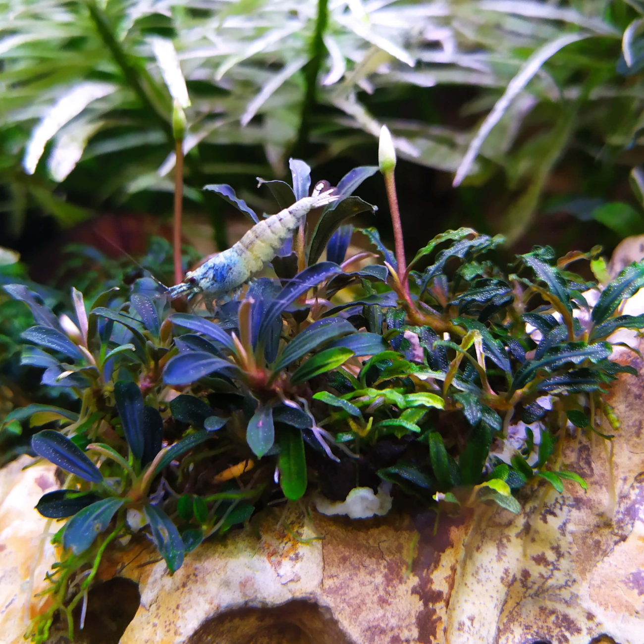 Bucephalandra distintas variedades