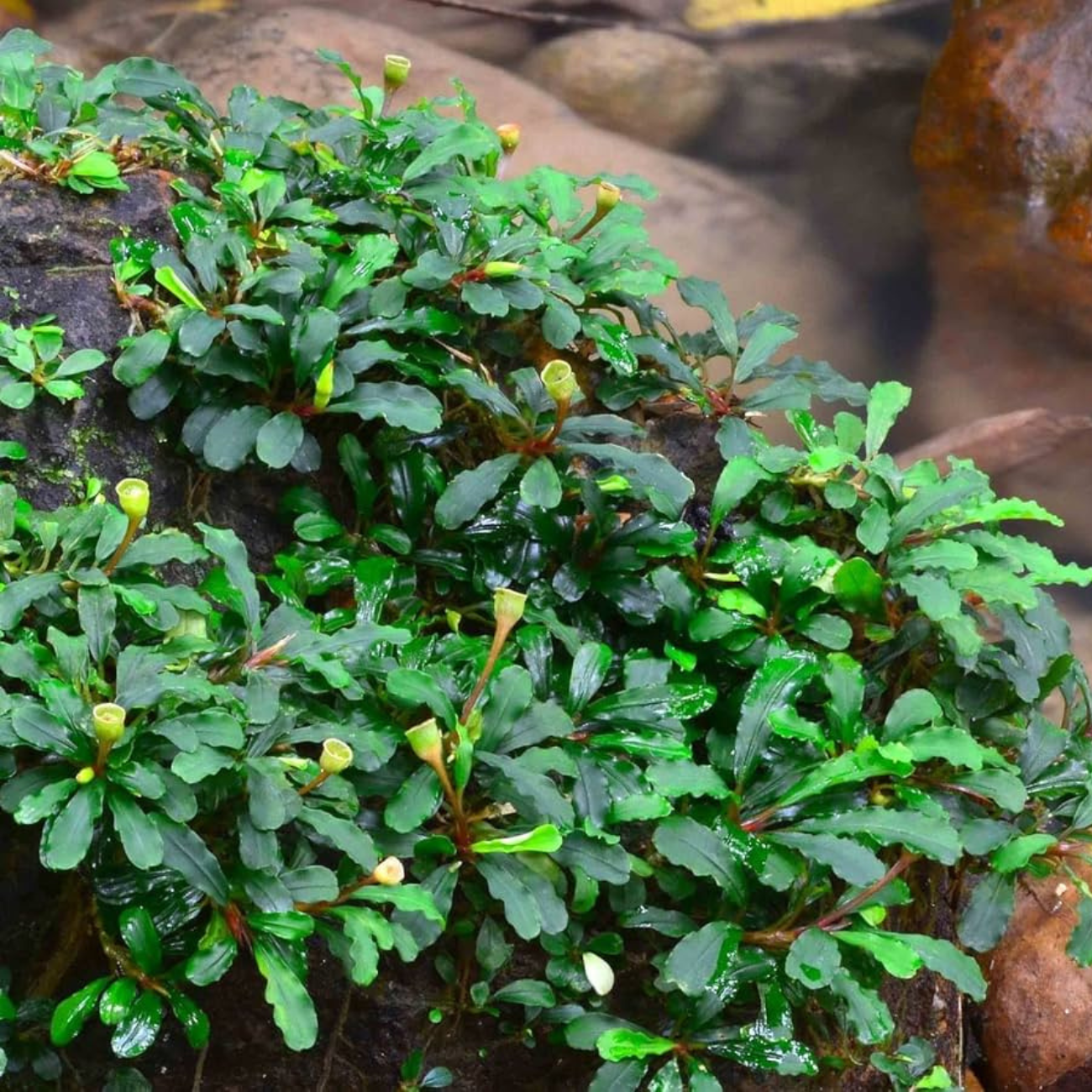 Bucephalandra Pygmy In-Vitro Ultum Nature Systems