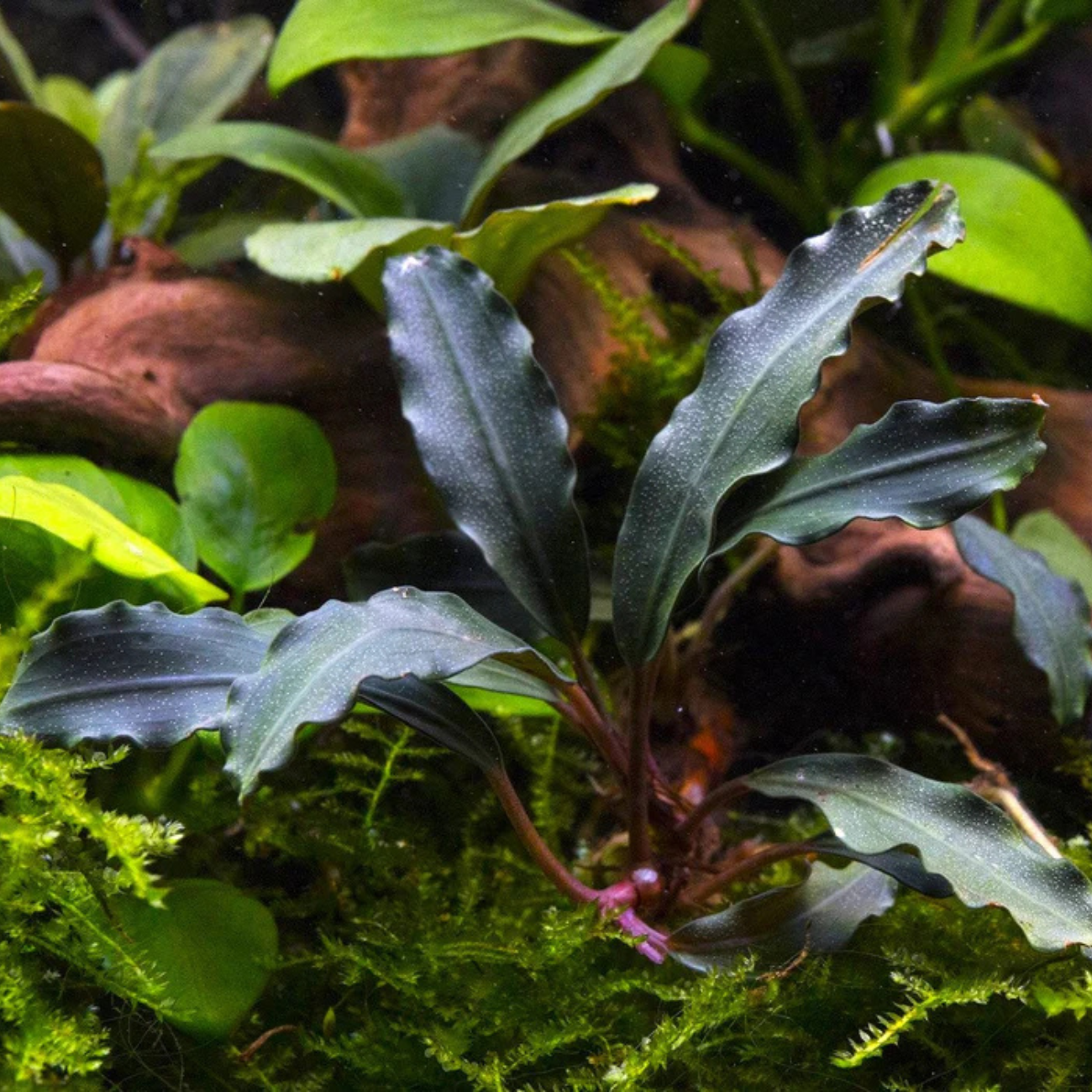 Bucephalandra Red Blade