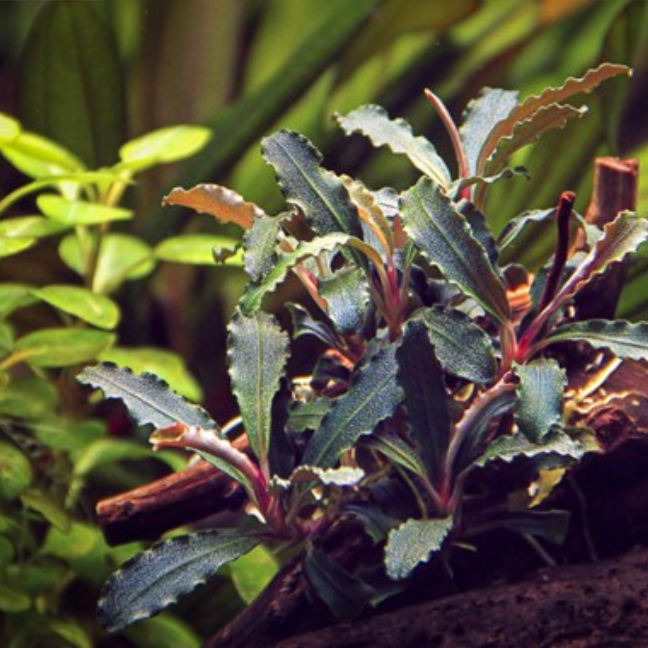 Bucephalandra Red Blade