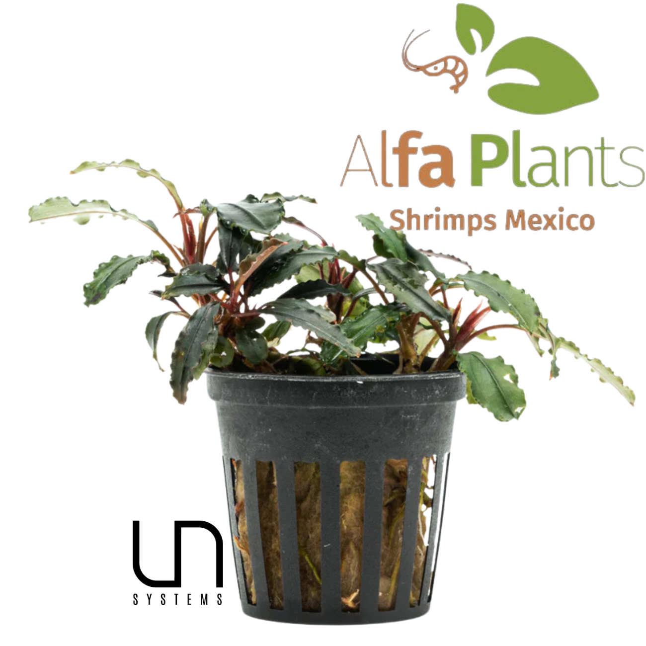 Bucephalandra Red Blade