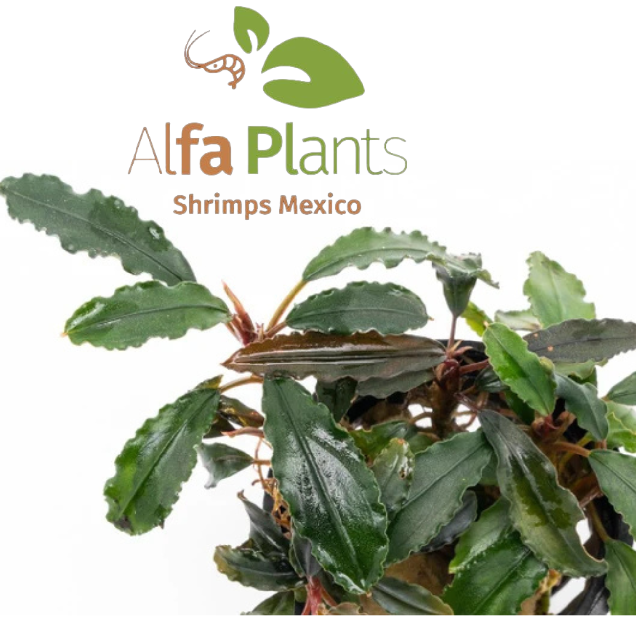 Bucephalandra Red Blade