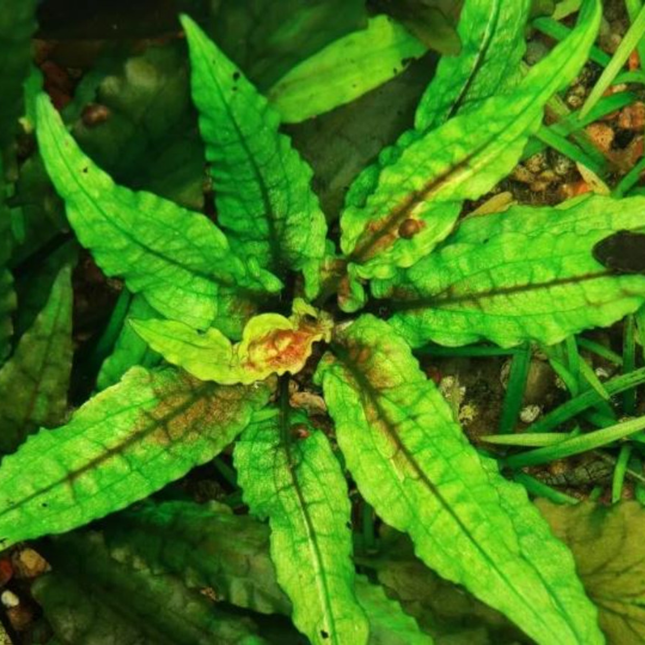 Cryptocoryne Wendtii var. Green Gecko