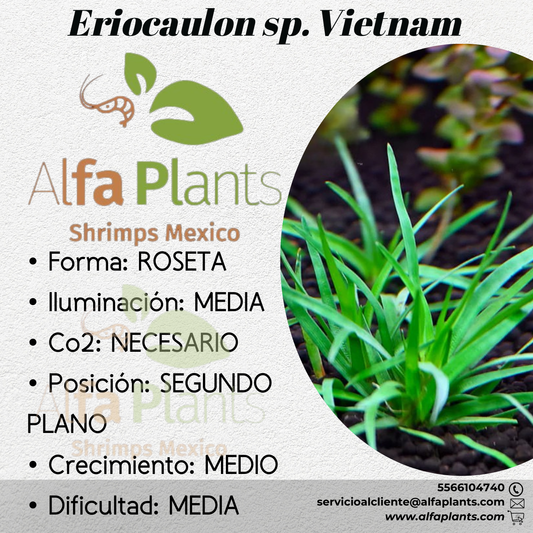 Eriocaulon sp. Vietnam