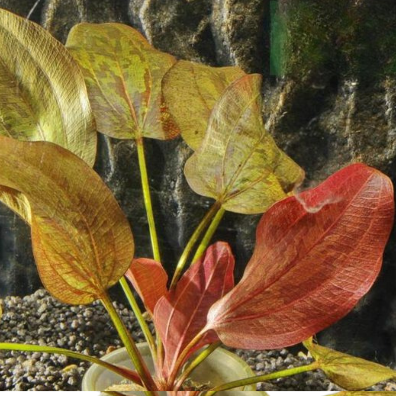 Echinodorus Sp. Chocolate Marble
