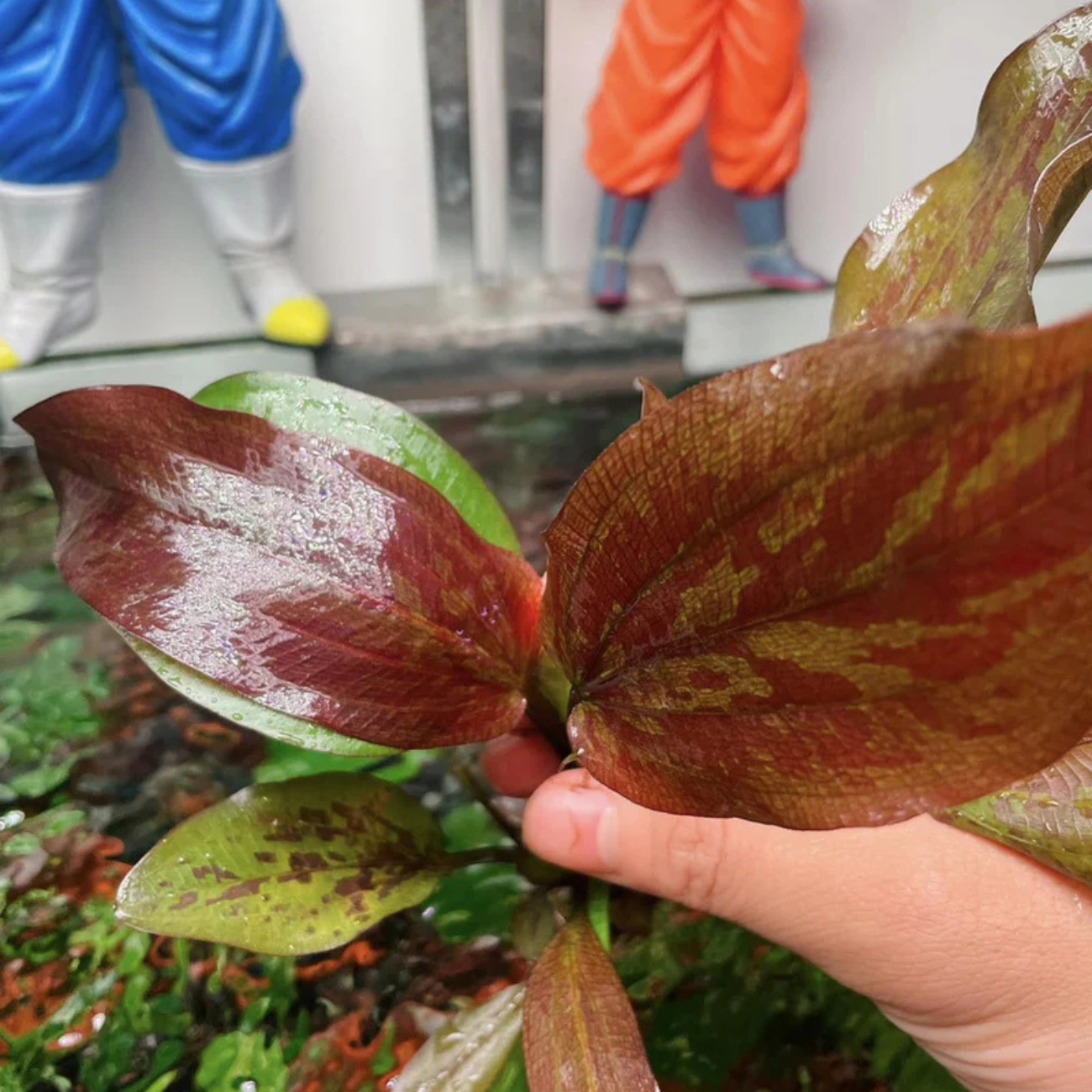 Echinodorus Sp. Chocolate Marble