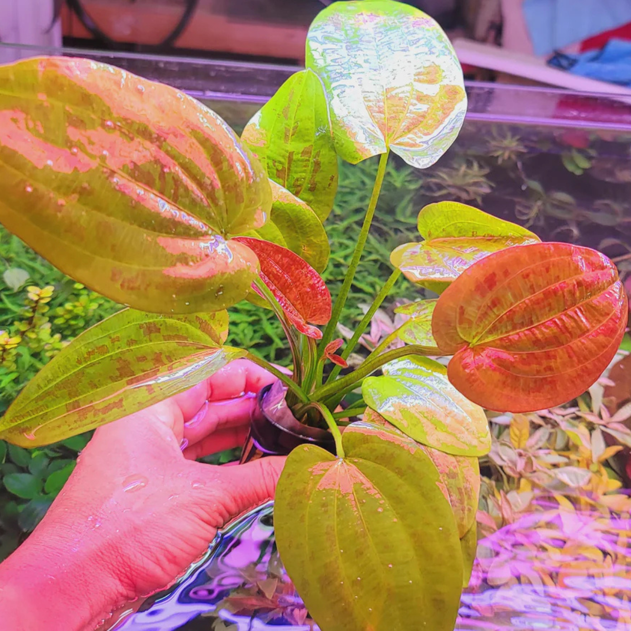 Echinodorus Sp. Chocolate Marble