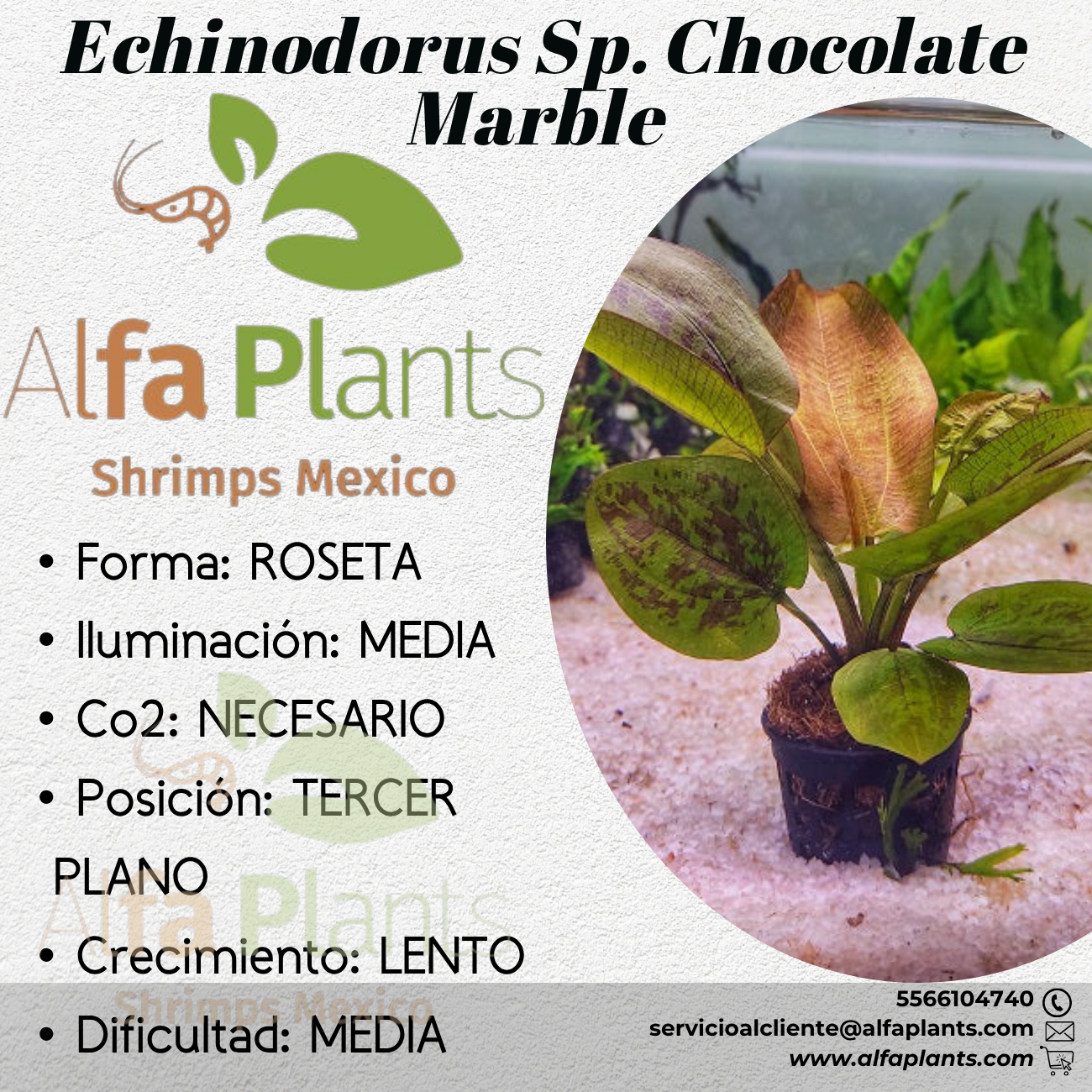 Echinodorus Sp. Chocolate Marble