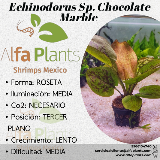 Echinodorus Sp. Chocolate Marble