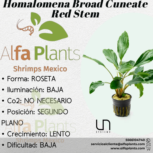 Homalomena Broad Cuneate Red Stem
