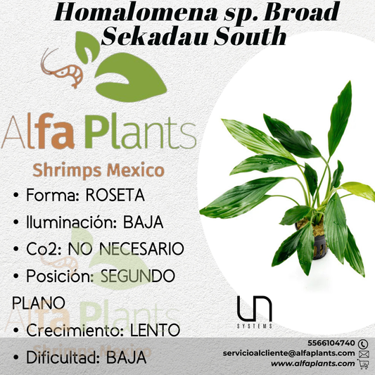 Homalomena Broad Sekadau South