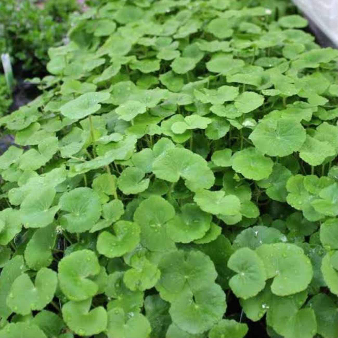 Hydrocotyle Leucocephala