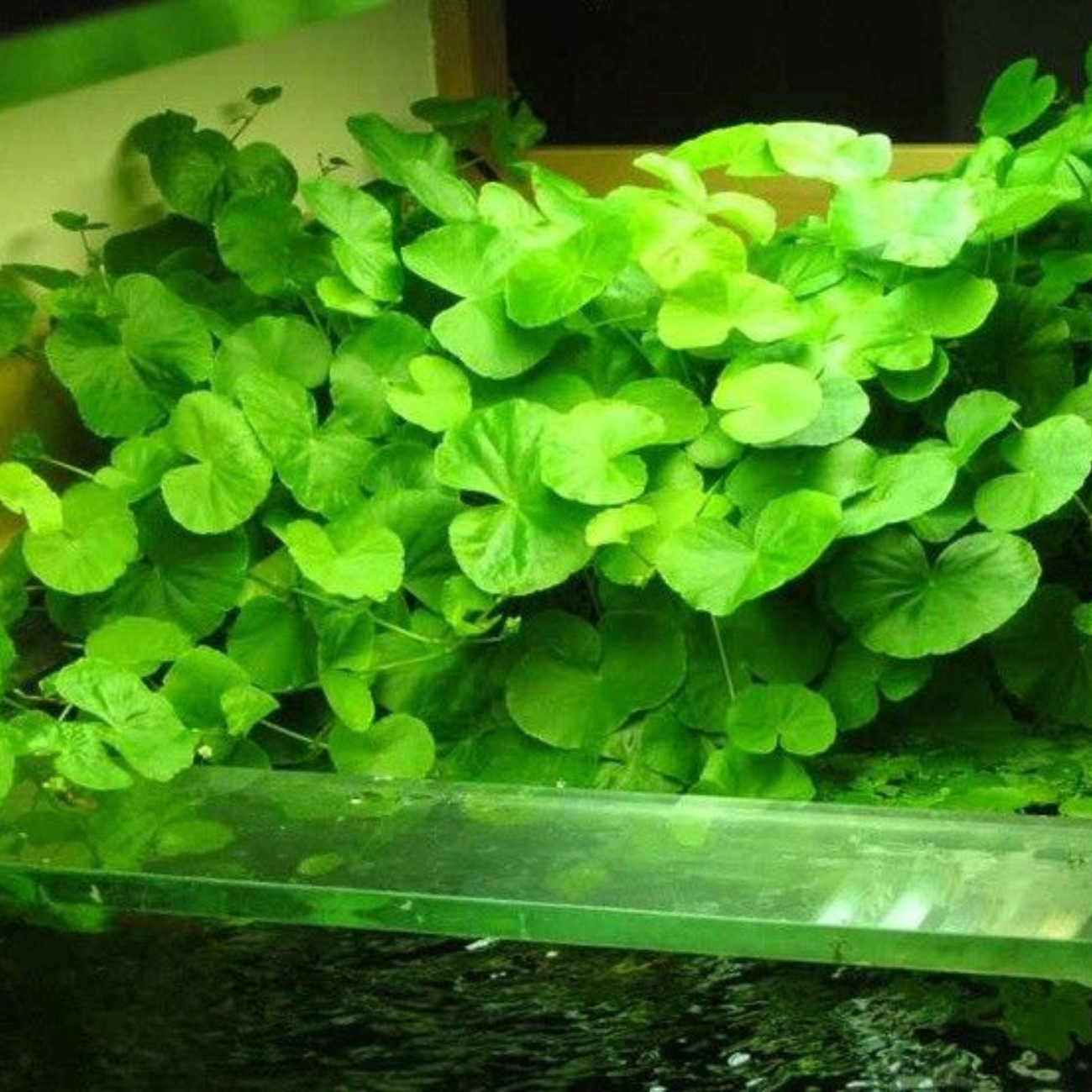 Hydrocotyle Leucocephala