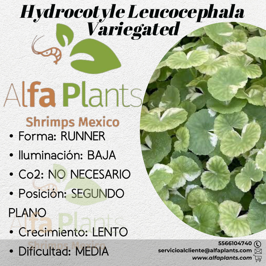 Hydrocotyle Leucocephala Variegated