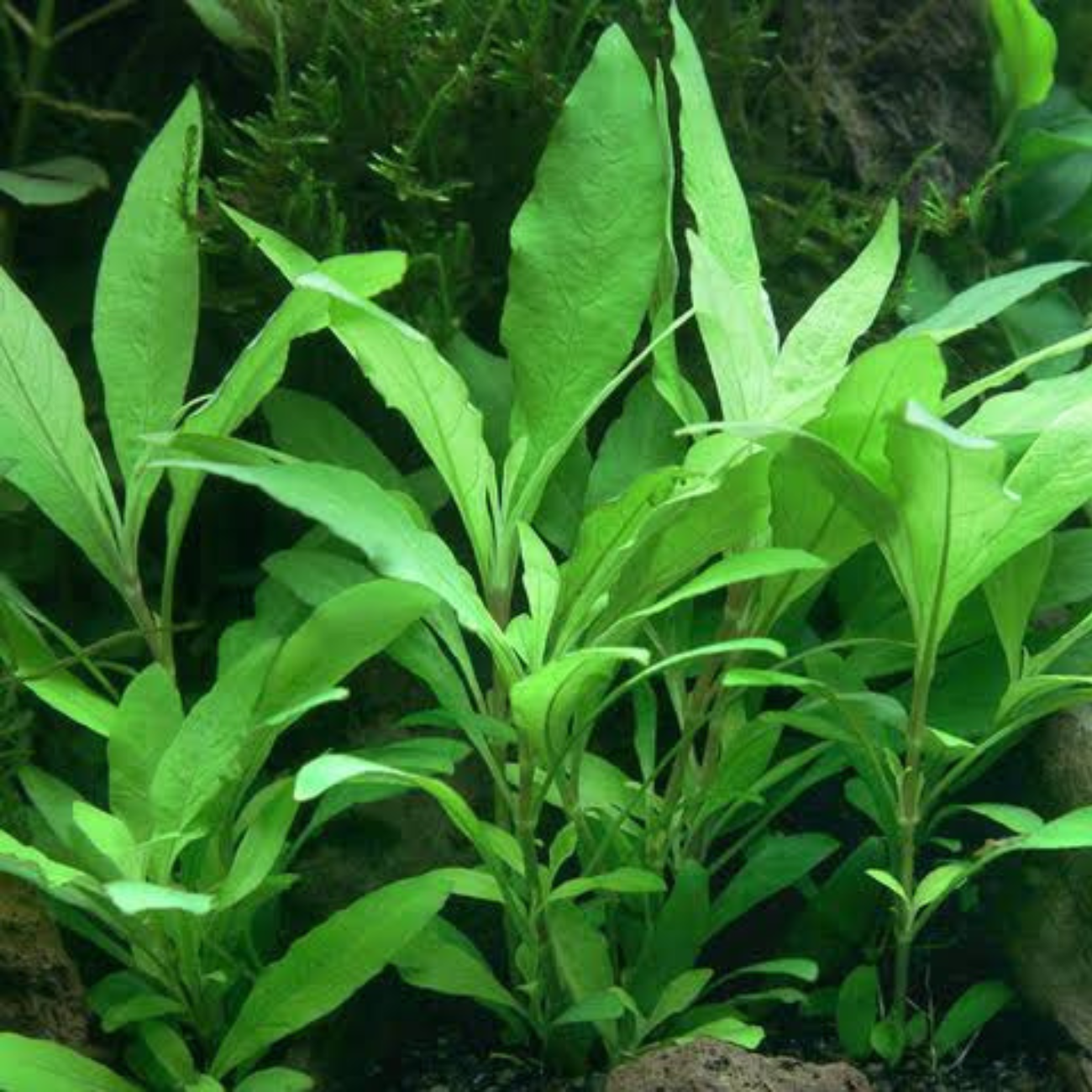 Hygrophila Corymbosa Siamensis 53B