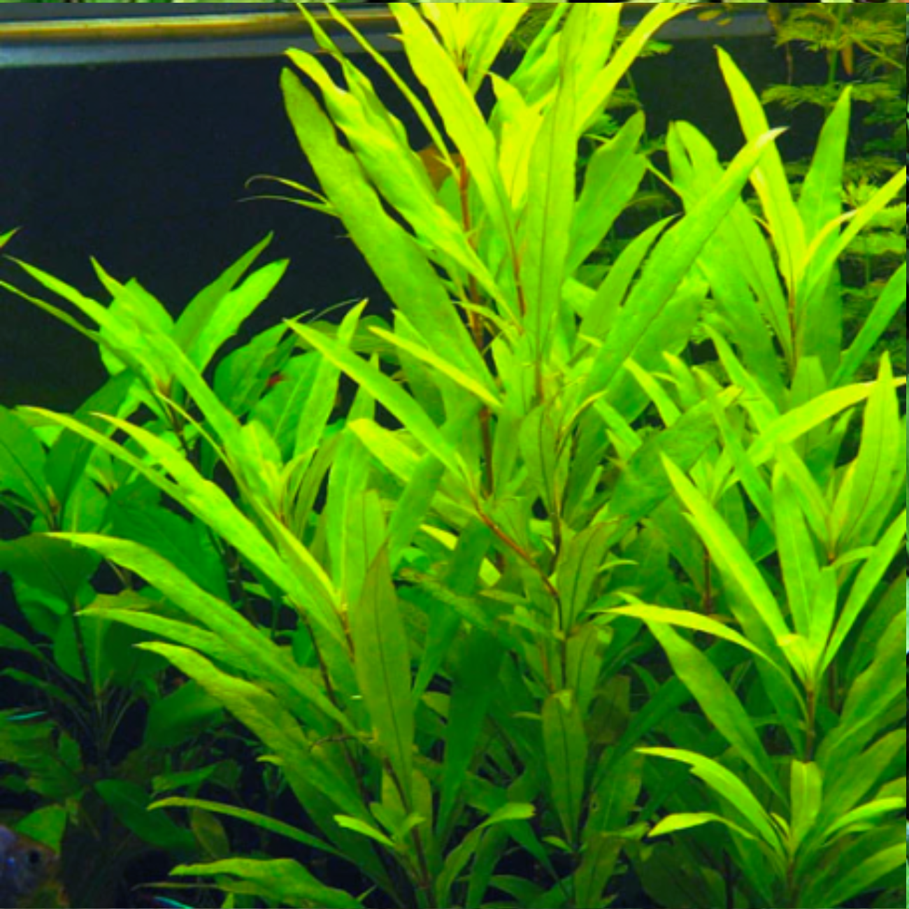 Hygrophila Corymbosa Siamensis 53B
