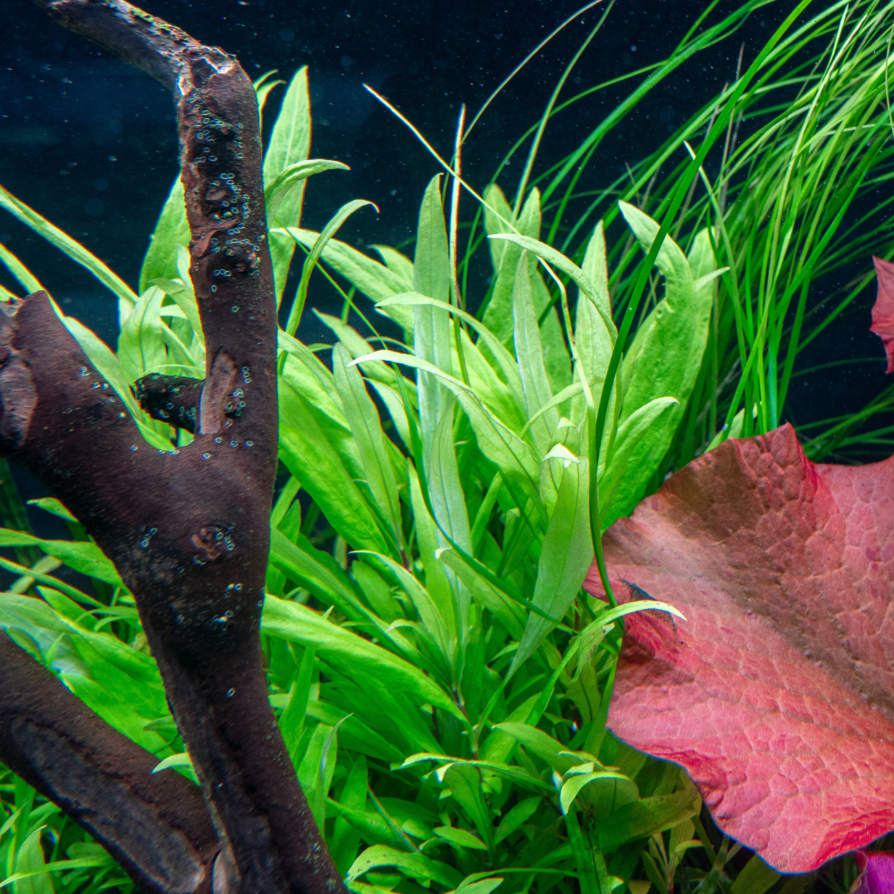 Hygrophila Corymbosa Siamensis 53B